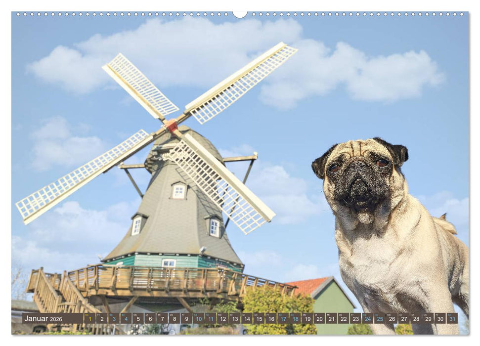 Reinbek mopsfidel (CALVENDO Premium Wandkalender 2026)