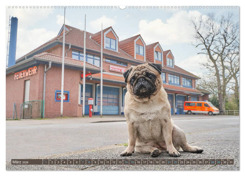 Reinbek mopsfidel (CALVENDO Premium Wandkalender 2026)