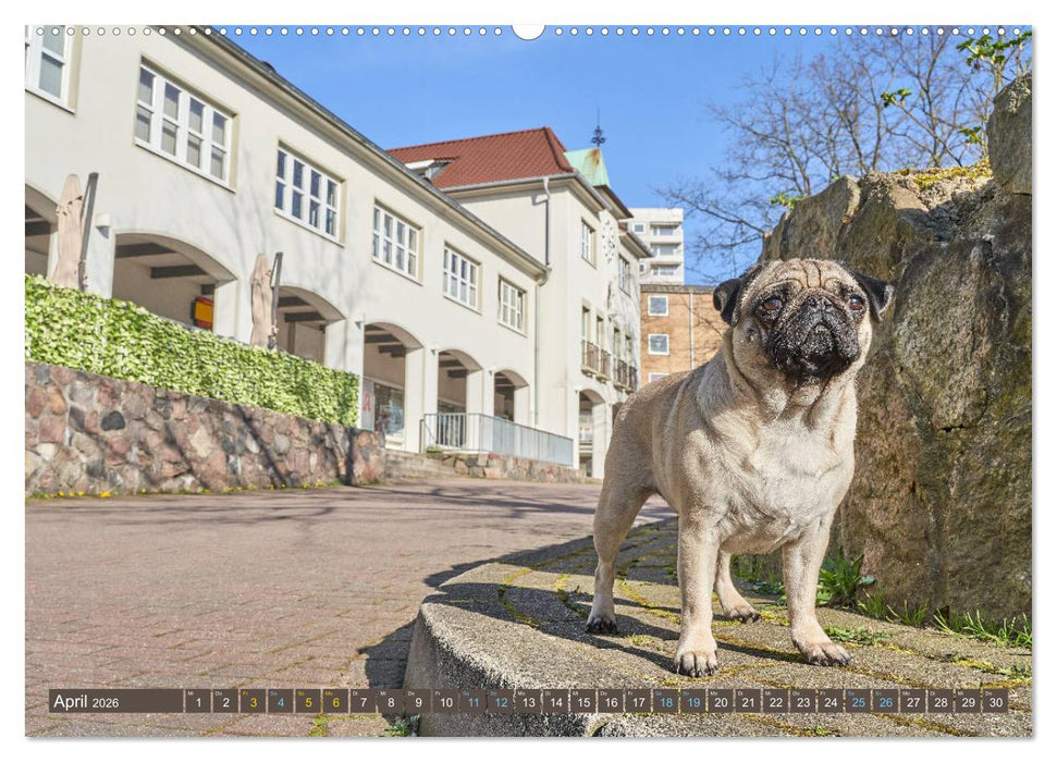 Reinbek mopsfidel (CALVENDO Premium Wandkalender 2026)