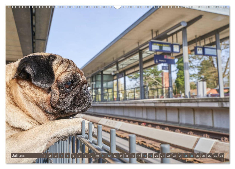 Reinbek mopsfidel (CALVENDO Premium Wandkalender 2026)