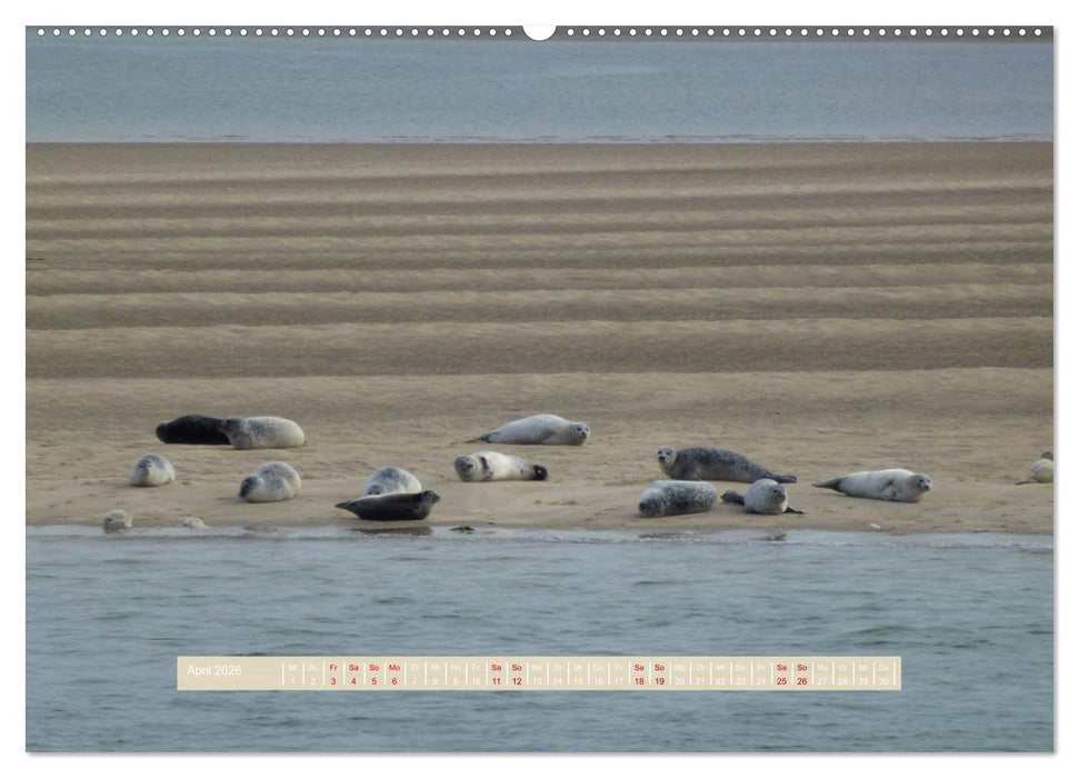 Unendliche Weite Sylts - Faszinierende Landschaftsaufnahmen (CALVENDO Premium Wandkalender 2026)