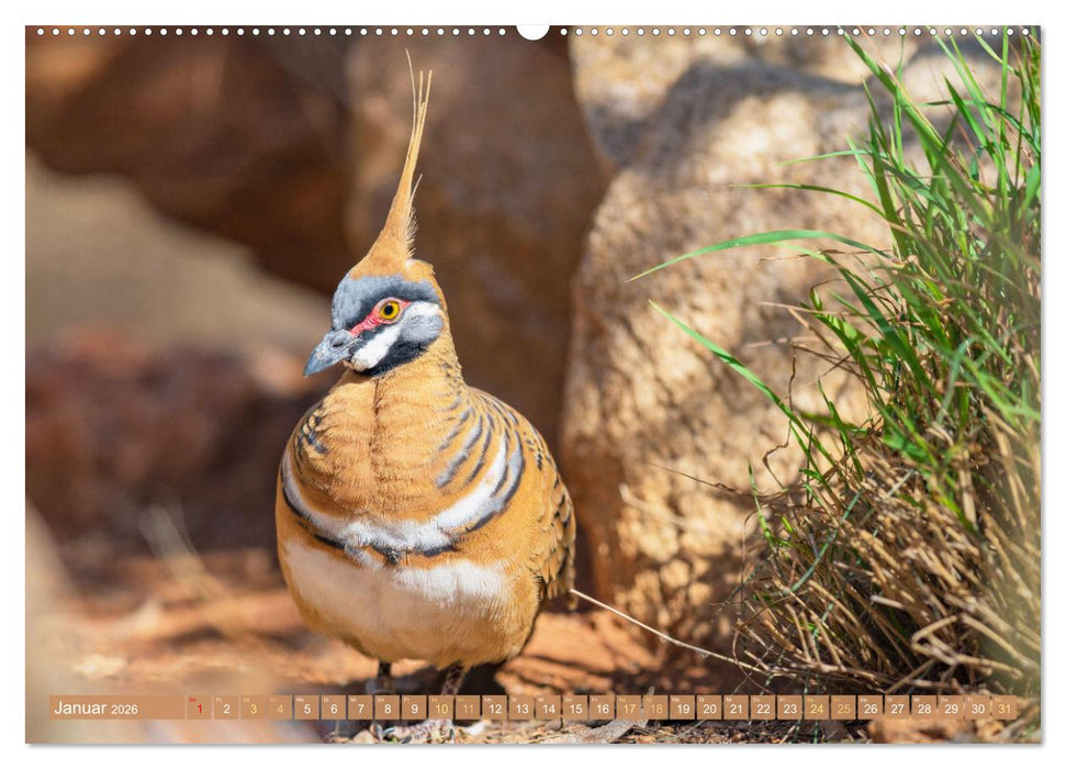 Tauben rund um die ganze Welt (CALVENDO Premium Wandkalender 2026)