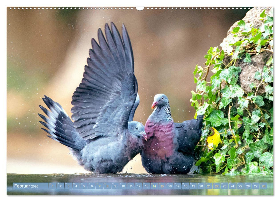 Tauben rund um die ganze Welt (CALVENDO Premium Wandkalender 2026)