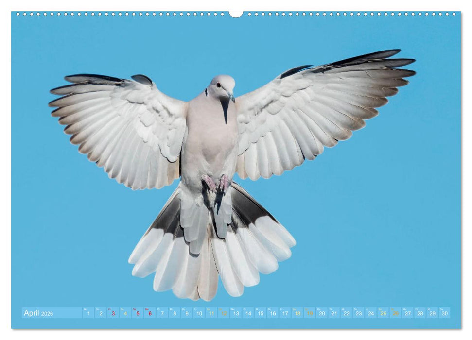 Tauben rund um die ganze Welt (CALVENDO Premium Wandkalender 2026)