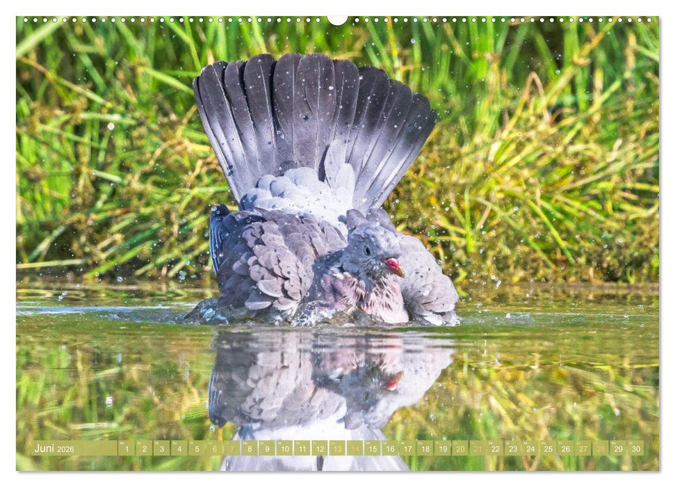 Tauben rund um die ganze Welt (CALVENDO Premium Wandkalender 2026)