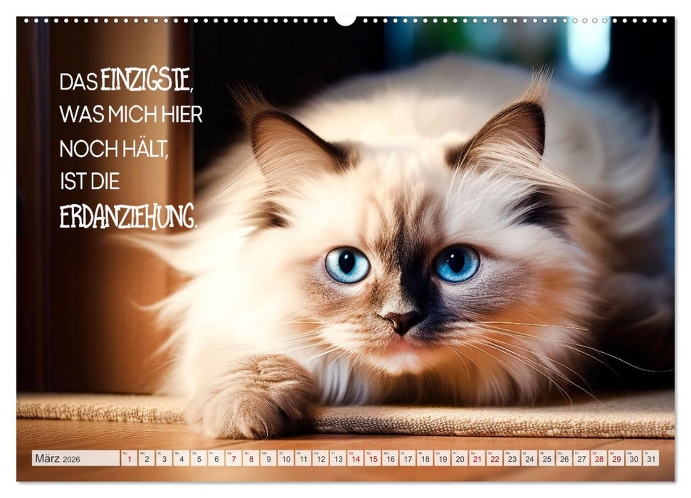 Süße Katzen und coole Sprüche (CALVENDO Premium Wandkalender 2026)