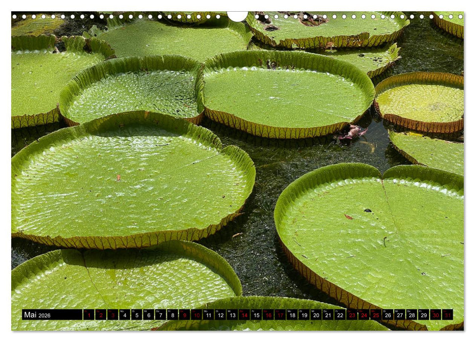 Mauritius Paradies im Indischen Ozean (CALVENDO Wandkalender 2026)