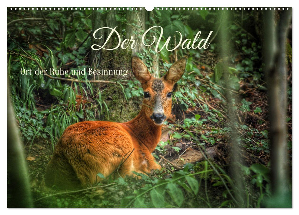 Der Wald - Ort der Ruhe und Besinnung (CALVENDO Wandkalender 2026)