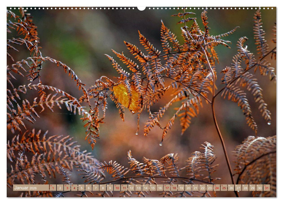 Der Wald - Ort der Ruhe und Besinnung (CALVENDO Wandkalender 2026)