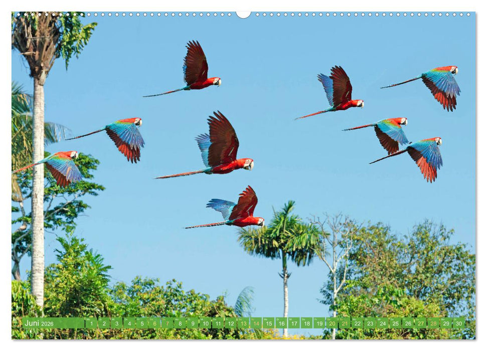 Farbenfrohe Papageien (CALVENDO Wandkalender 2026)