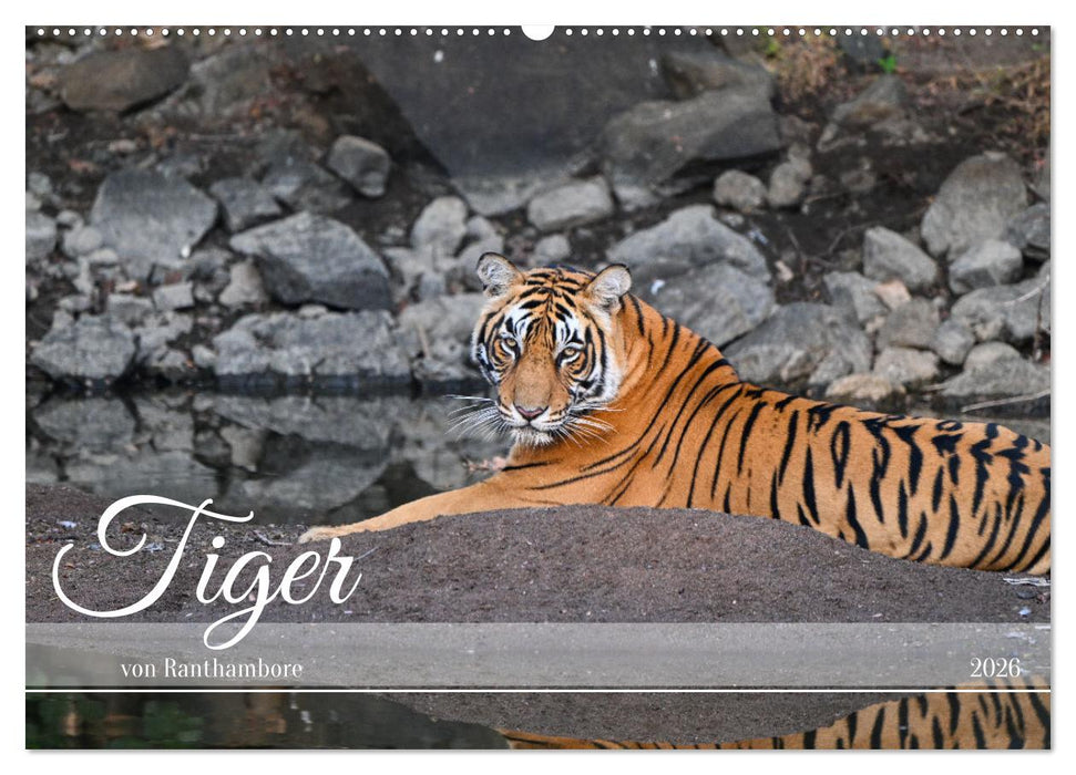 Tiger von Ranthambore (CALVENDO Wandkalender 2026)