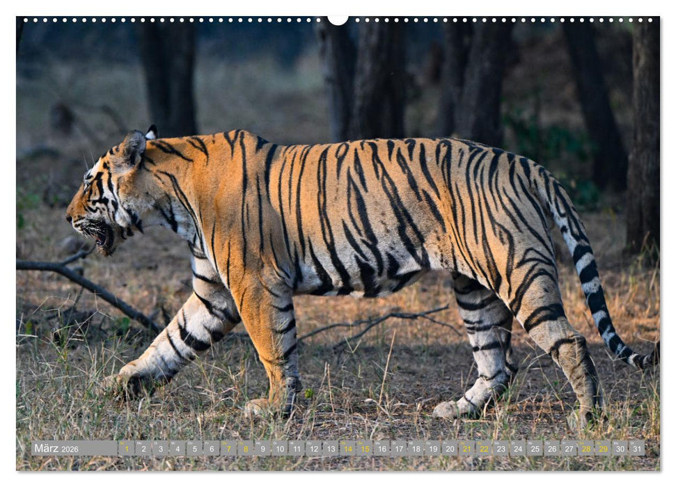 Tiger von Ranthambore (CALVENDO Wandkalender 2026)