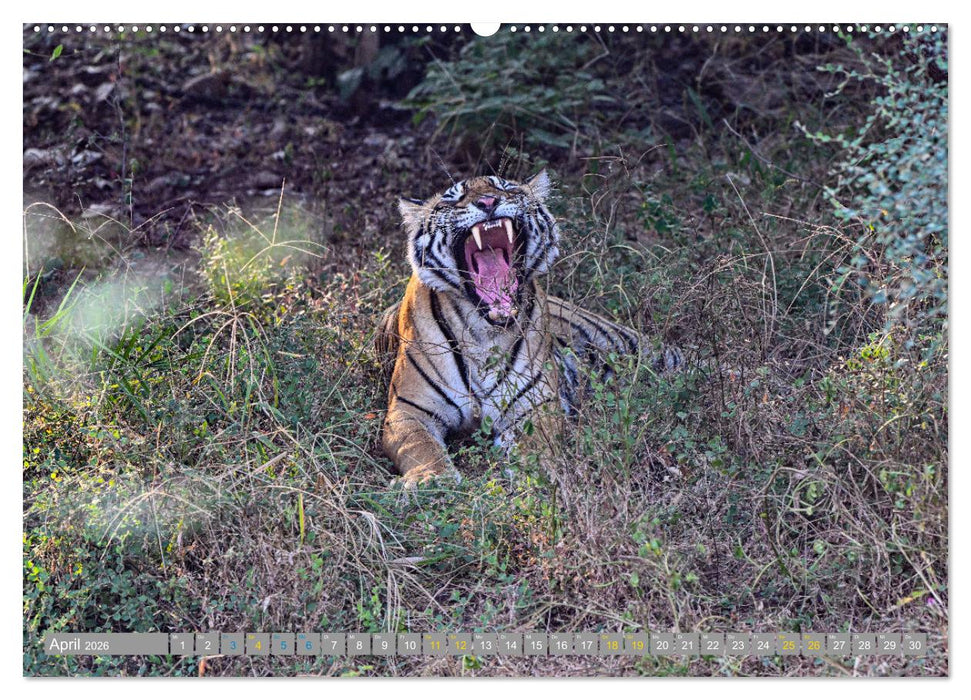 Tiger von Ranthambore (CALVENDO Wandkalender 2026)
