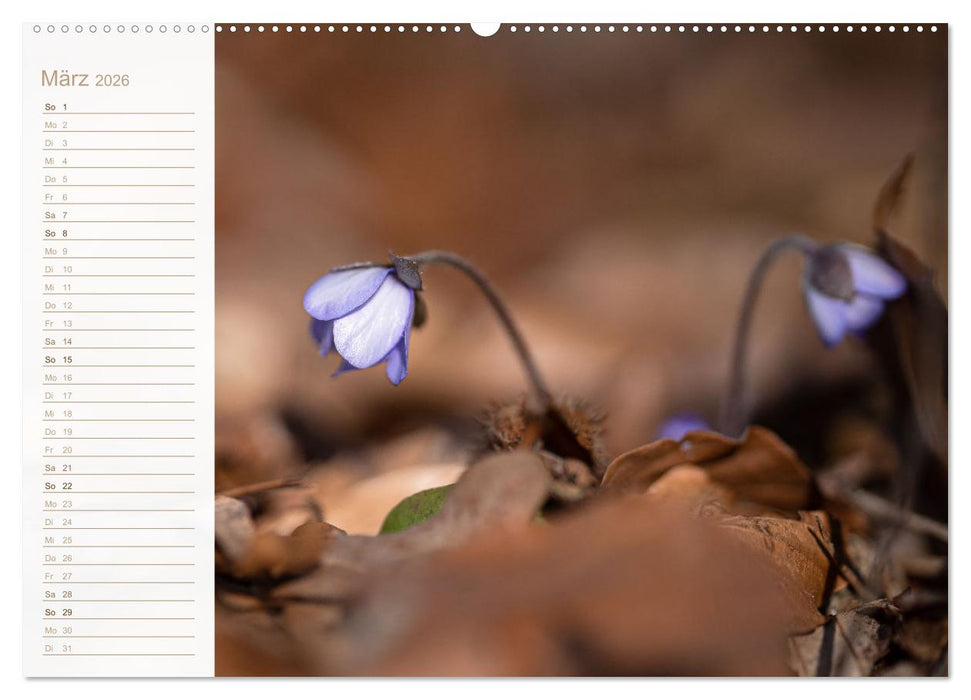 Wenn im Frühling die Natur wieder erwacht (CALVENDO Wandkalender 2026)