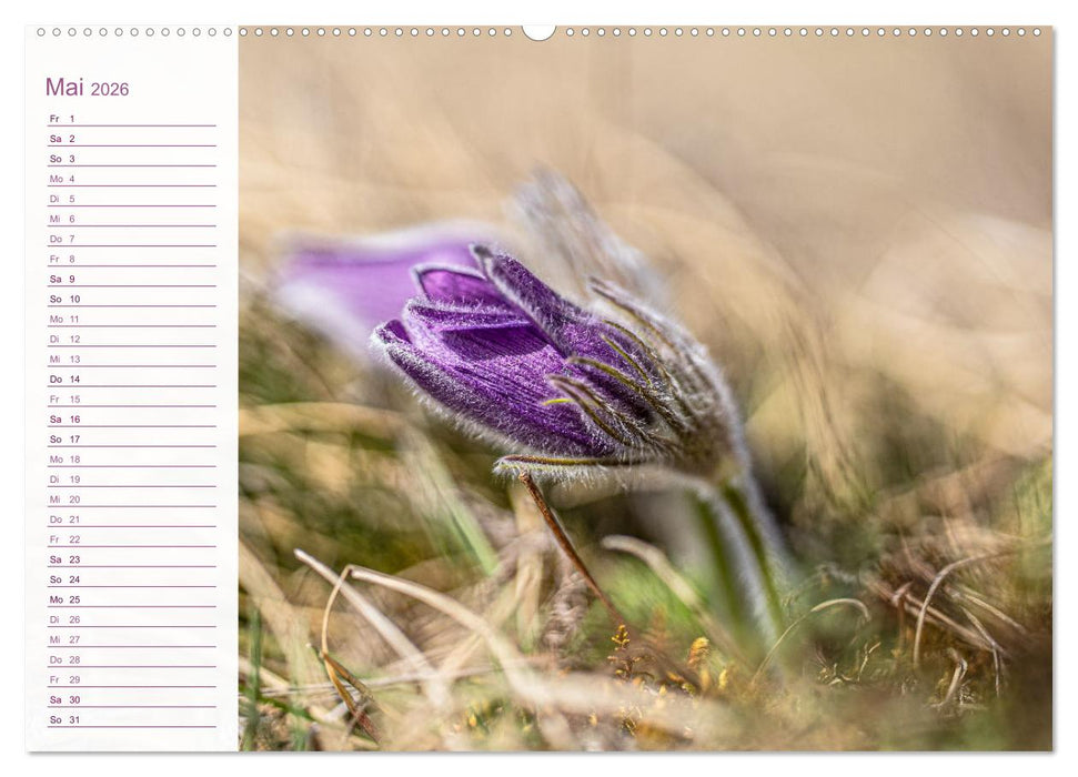 Wenn im Frühling die Natur wieder erwacht (CALVENDO Wandkalender 2026)