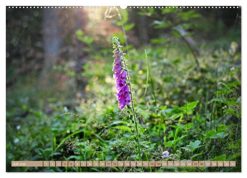 Der Wald - Ort der Ruhe und Besinnung (CALVENDO Premium Wandkalender 2026)