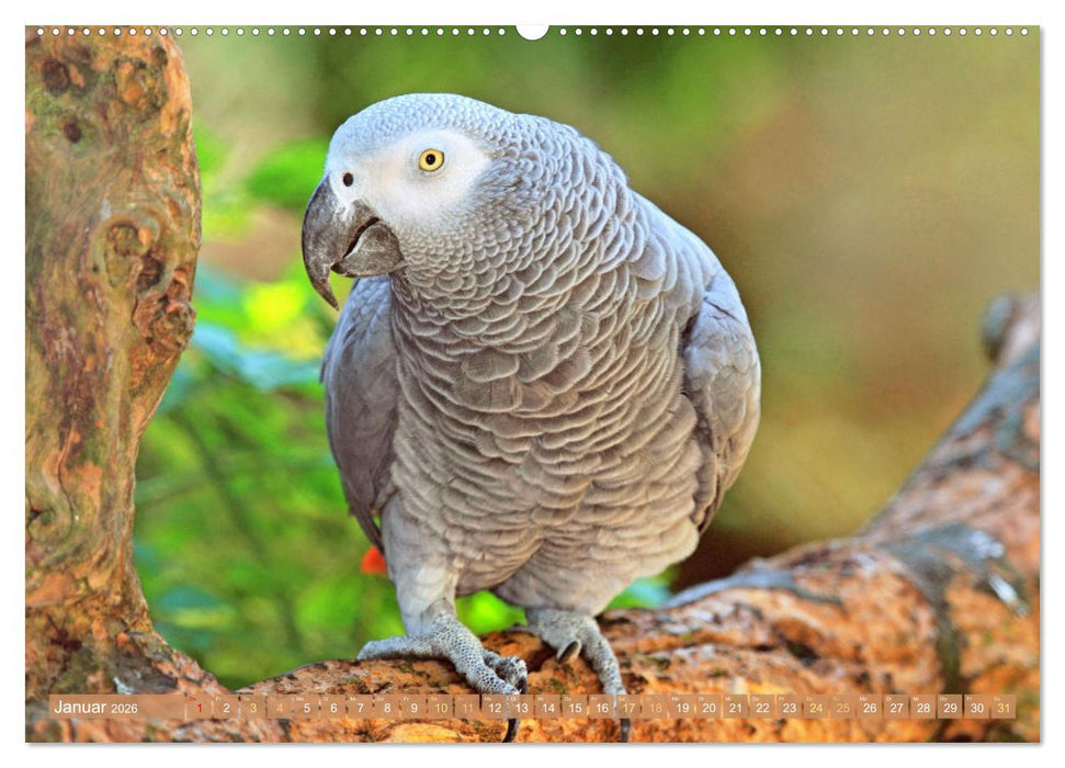 Farbenfrohe Papageien (CALVENDO Premium Wandkalender 2026)