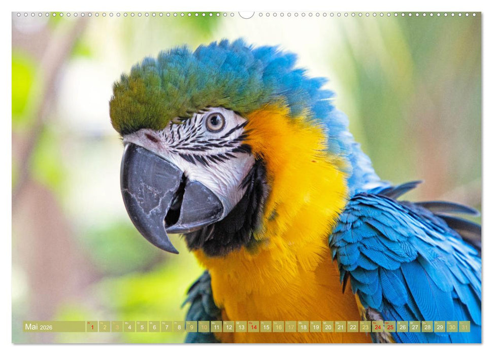 Farbenfrohe Papageien (CALVENDO Premium Wandkalender 2026)