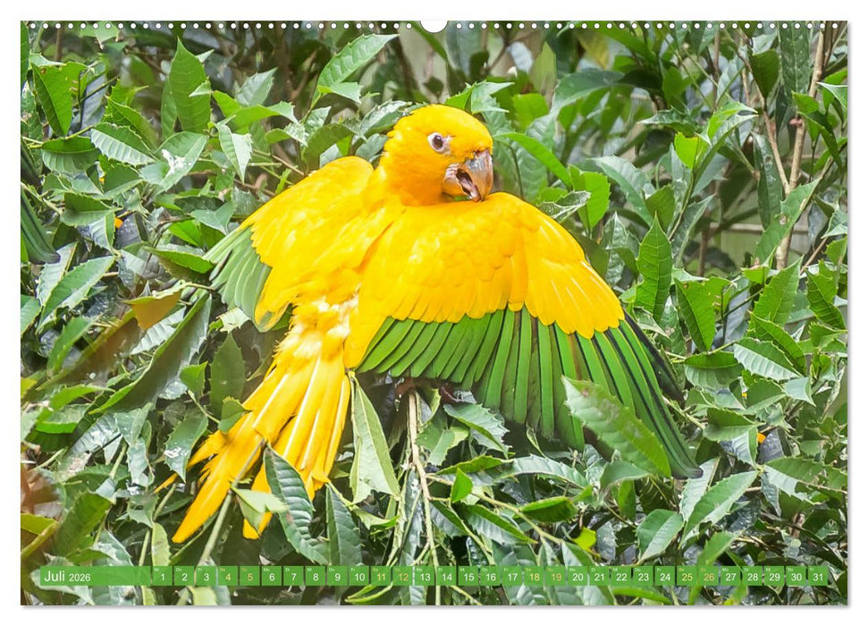 Farbenfrohe Papageien (CALVENDO Premium Wandkalender 2026)