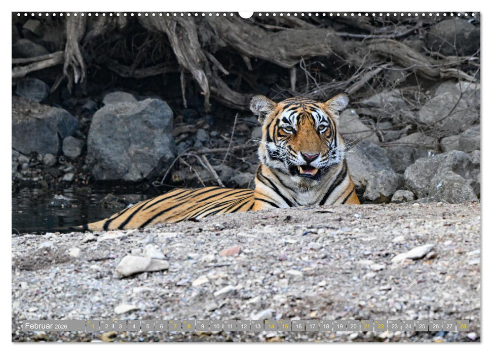 Tiger von Ranthambore (CALVENDO Premium Wandkalender 2026)