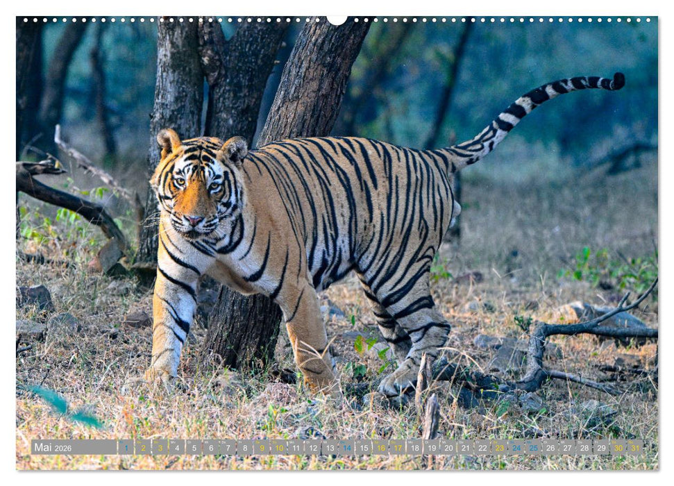 Tiger von Ranthambore (CALVENDO Premium Wandkalender 2026)