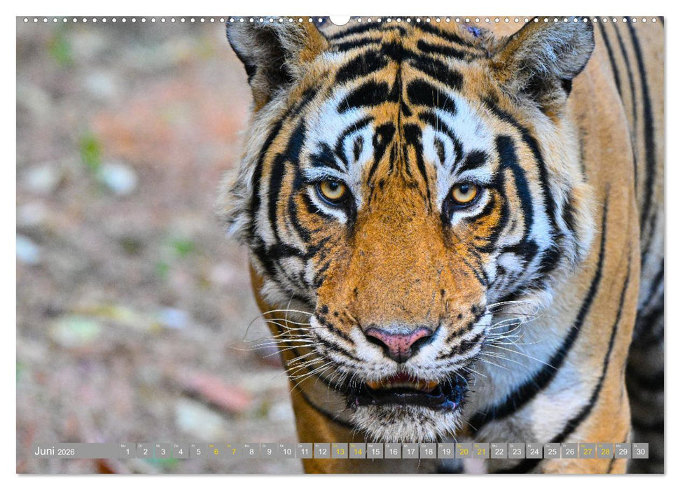 Tiger von Ranthambore (CALVENDO Premium Wandkalender 2026)