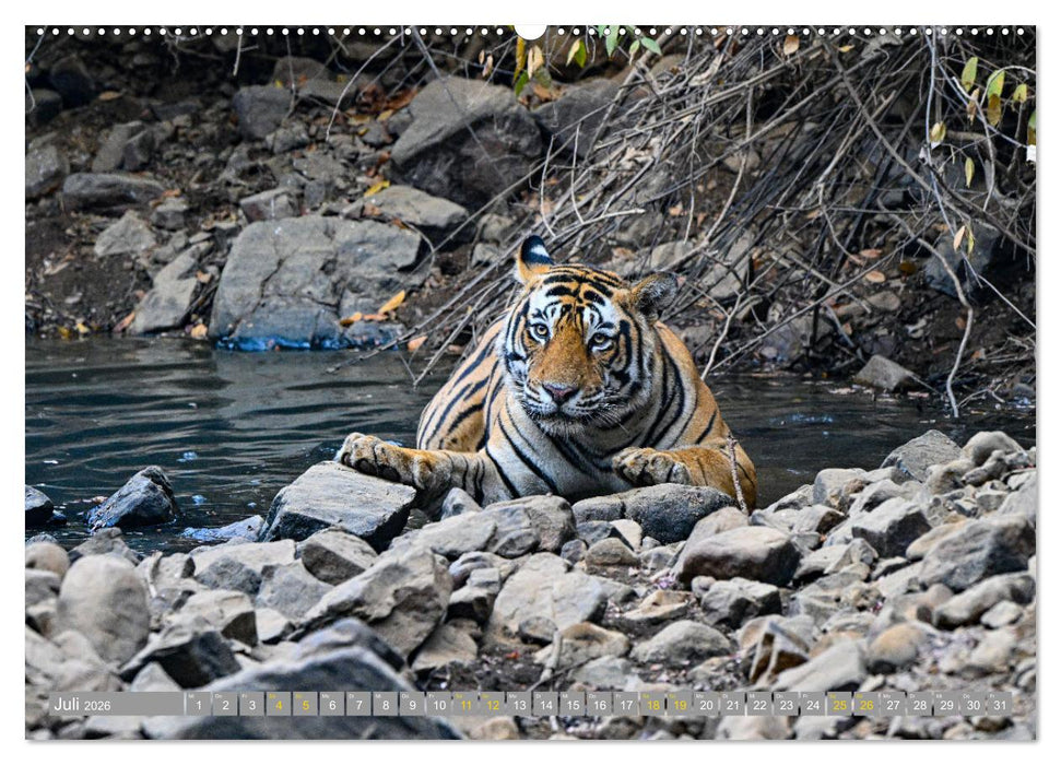 Tiger von Ranthambore (CALVENDO Premium Wandkalender 2026)