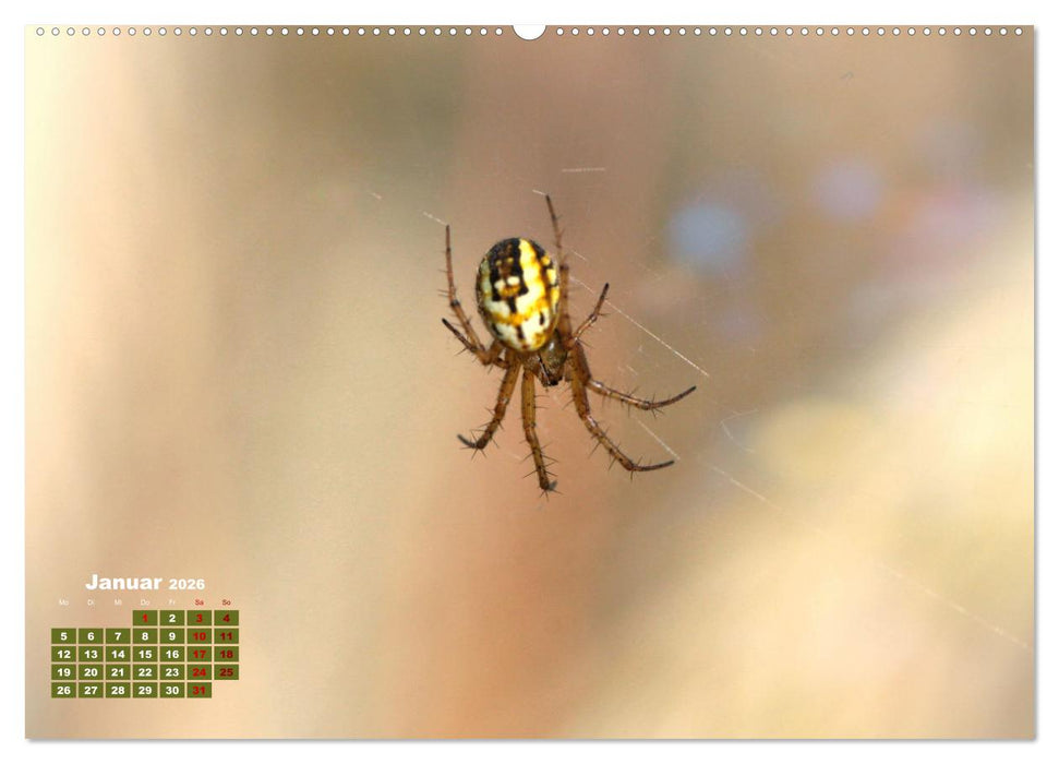 Klein aber oho. Die bunte Welt der Insekten (CALVENDO Wandkalender 2026)