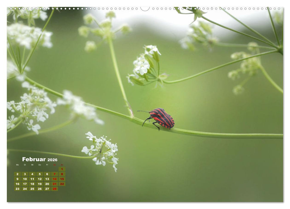 Klein aber oho. Die bunte Welt der Insekten (CALVENDO Wandkalender 2026)
