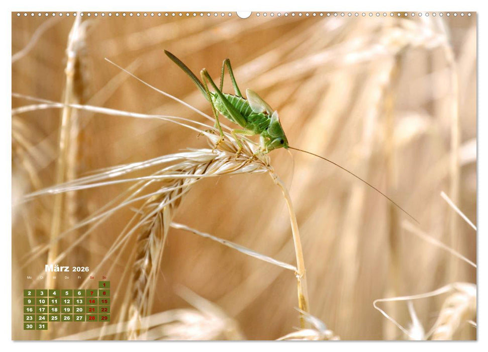 Klein aber oho. Die bunte Welt der Insekten (CALVENDO Wandkalender 2026)
