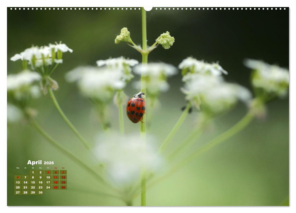 Klein aber oho. Die bunte Welt der Insekten (CALVENDO Premium Wandkalender 2026)