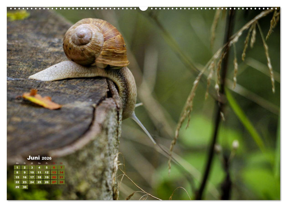 Klein aber oho. Die bunte Welt der Insekten (CALVENDO Premium Wandkalender 2026)