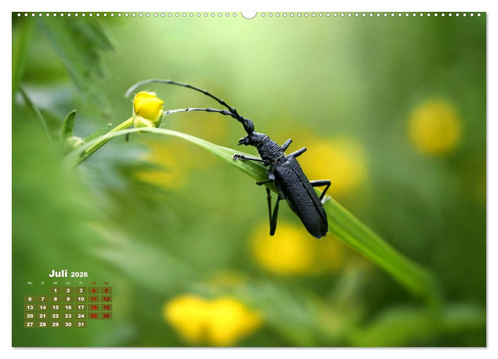 Klein aber oho. Die bunte Welt der Insekten (CALVENDO Premium Wandkalender 2026)