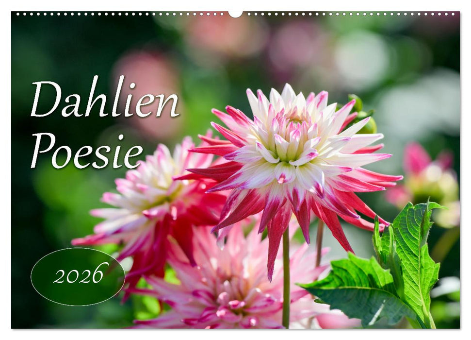 Dahlien Poesie (CALVENDO Wandkalender 2026)