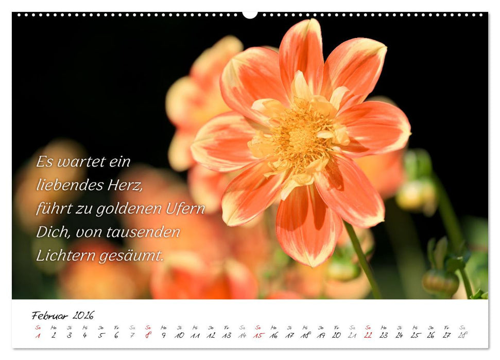 Dahlien Poesie (CALVENDO Wandkalender 2026)