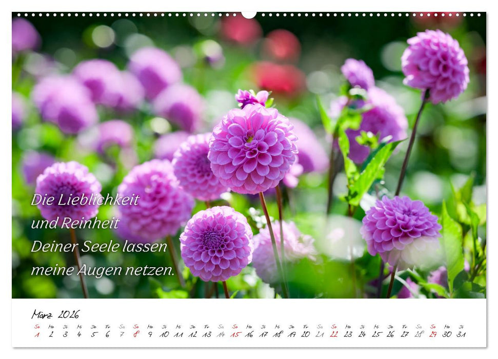 Dahlien Poesie (CALVENDO Wandkalender 2026)