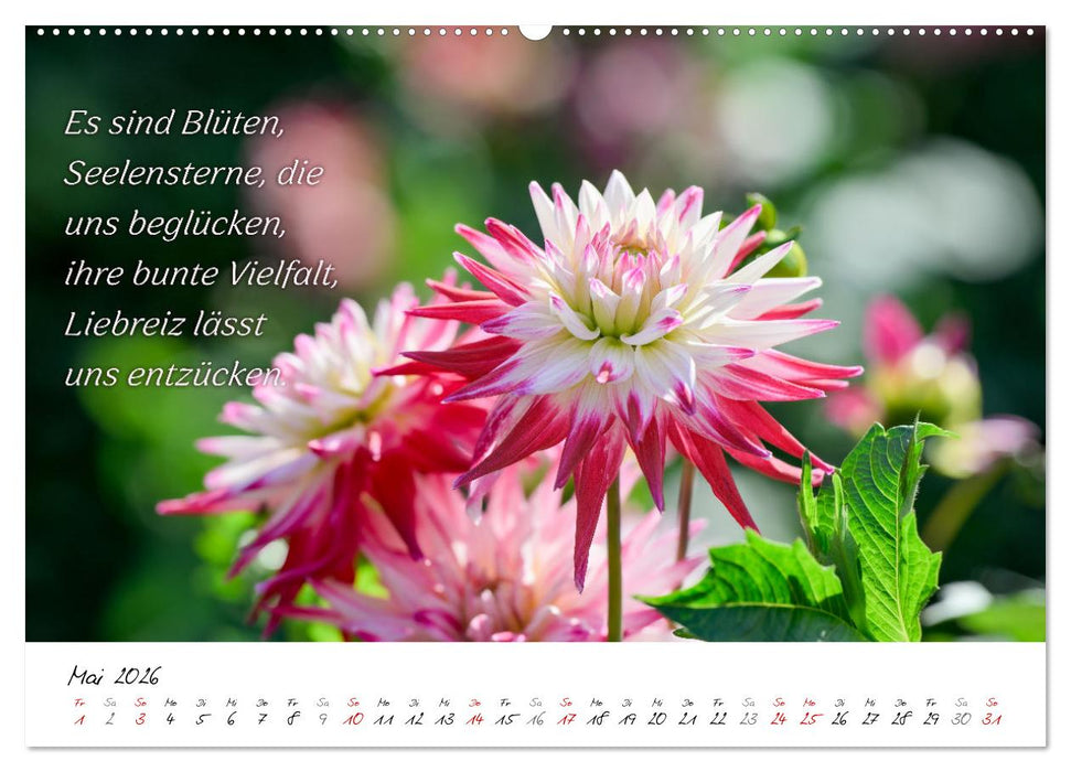 Dahlien Poesie (CALVENDO Wandkalender 2026)