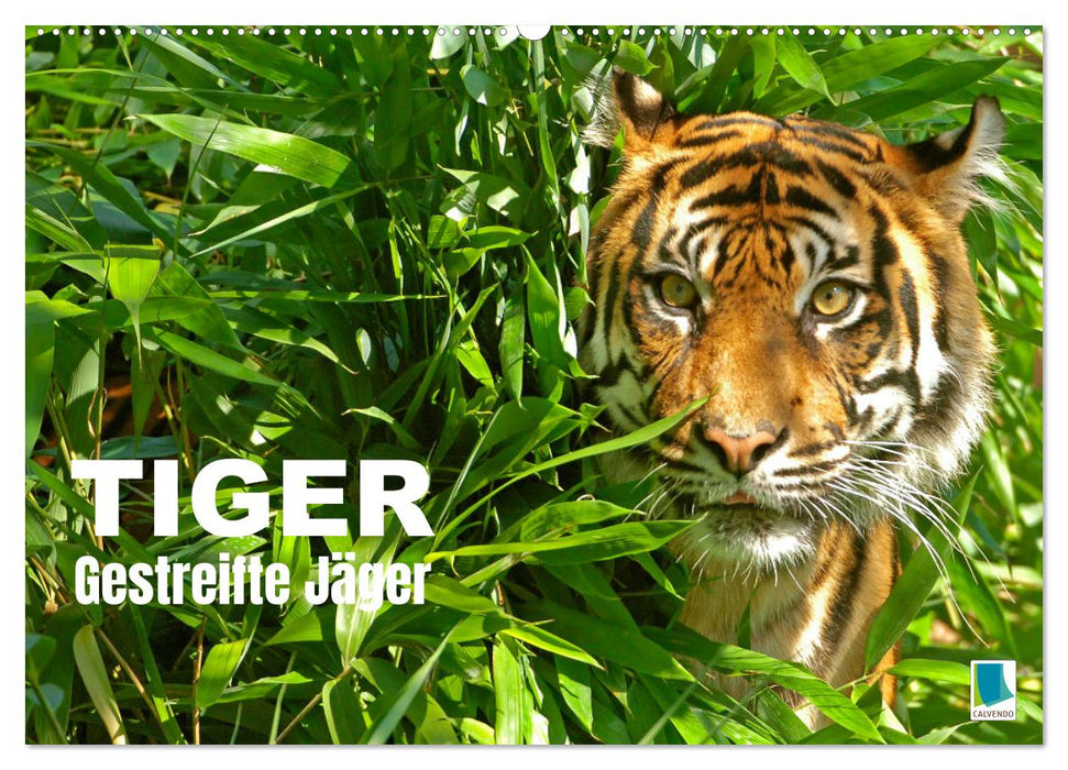 Tiger: Gestreifte Jäger (CALVENDO Wandkalender 2026)