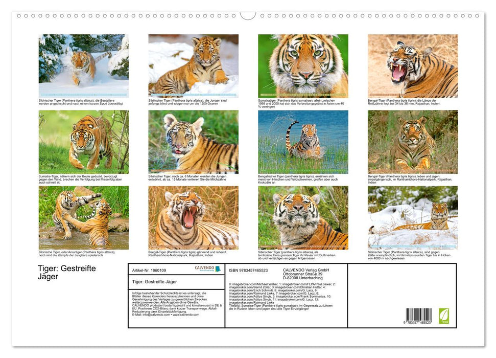 Tiger: Gestreifte Jäger (CALVENDO Wandkalender 2026)