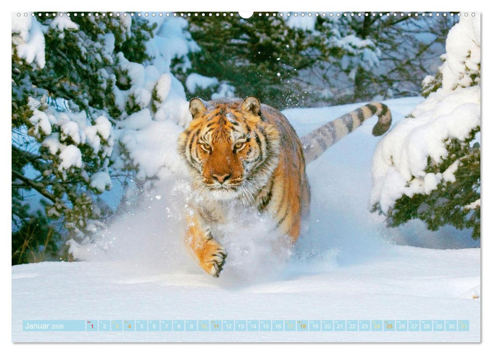 Tiger: Gestreifte Jäger (CALVENDO Wandkalender 2026)