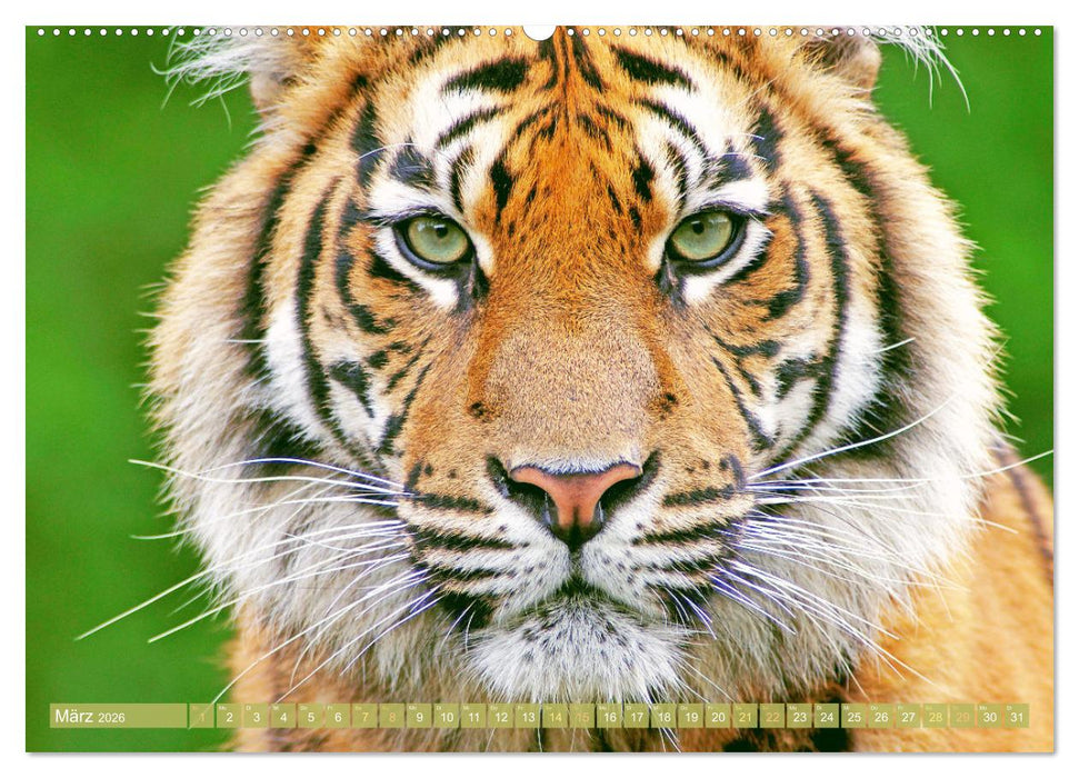 Tiger: Gestreifte Jäger (CALVENDO Wandkalender 2026)