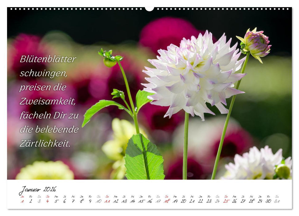 Dahlien Poesie (CALVENDO Premium Wandkalender 2026)
