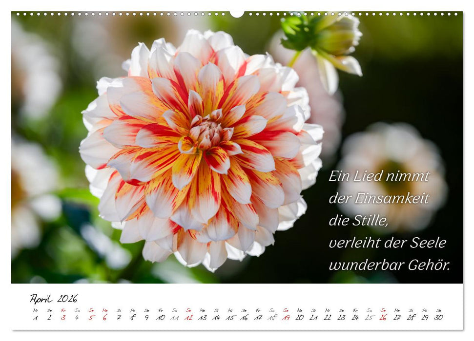Dahlien Poesie (CALVENDO Premium Wandkalender 2026)