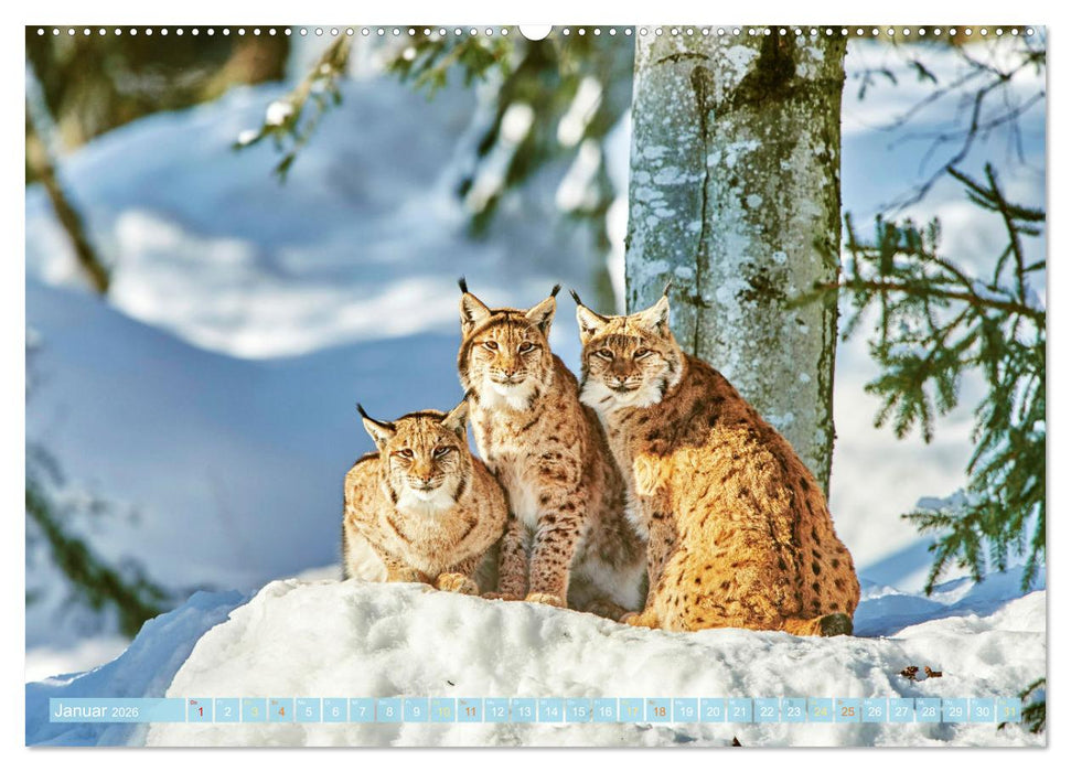 Arber, Rachel und Lusen: Der Hintere Bayerische Wald (CALVENDO Wandkalender 2026)