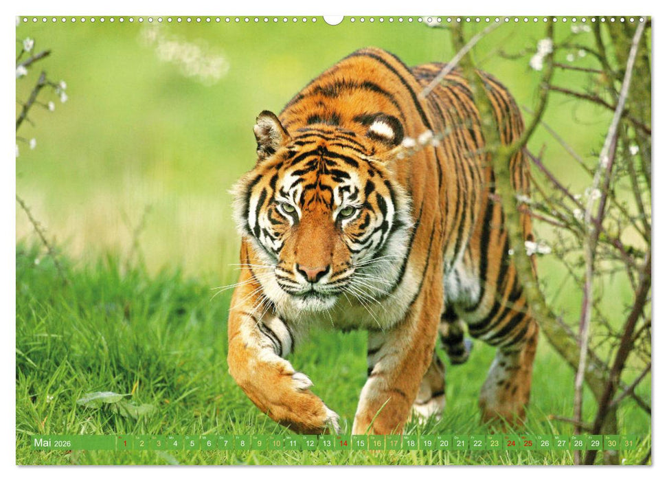 Tiger: Gestreifte Jäger (CALVENDO Premium Wandkalender 2026)