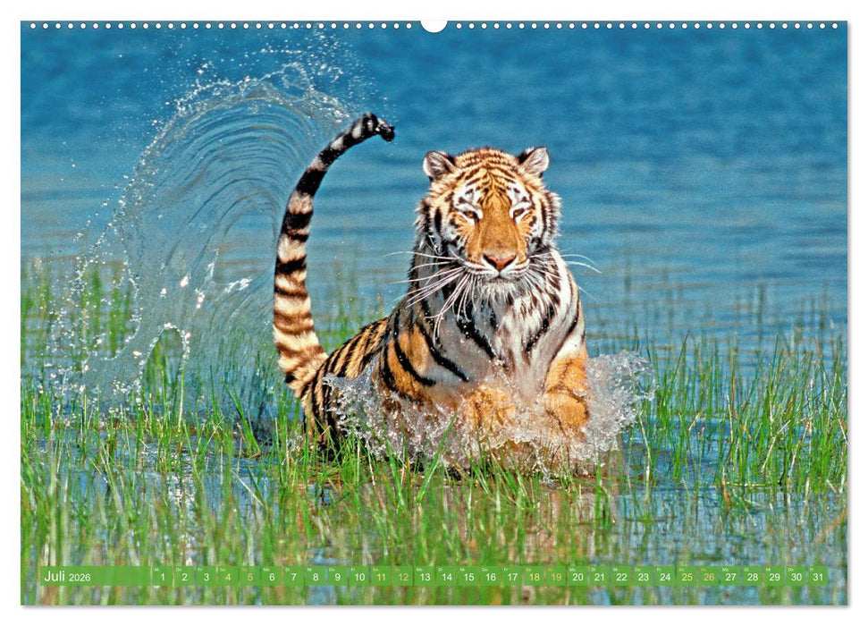 Tiger: Gestreifte Jäger (CALVENDO Premium Wandkalender 2026)