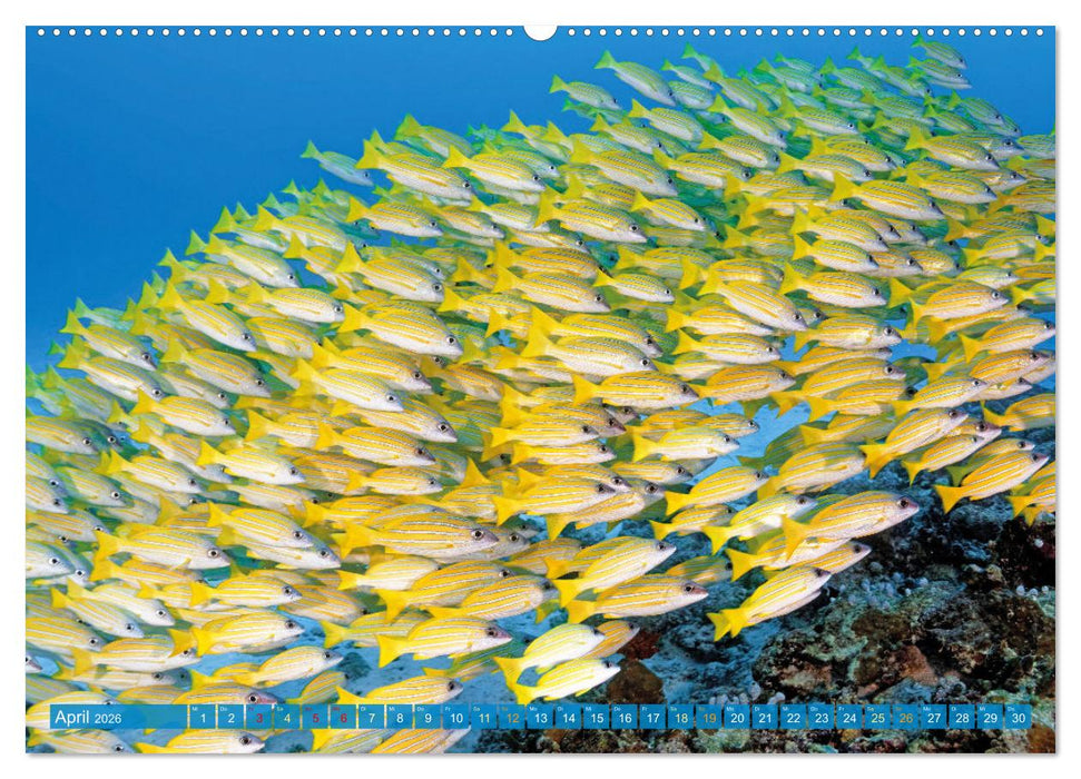 Planet Wasser: Von wegen Planet Erde (CALVENDO Premium Wandkalender 2026)