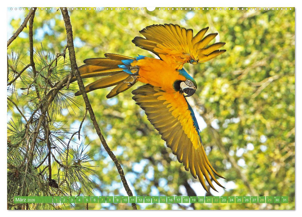 Papageien: Farbenpracht im Flug (CALVENDO Premium Wandkalender 2026)