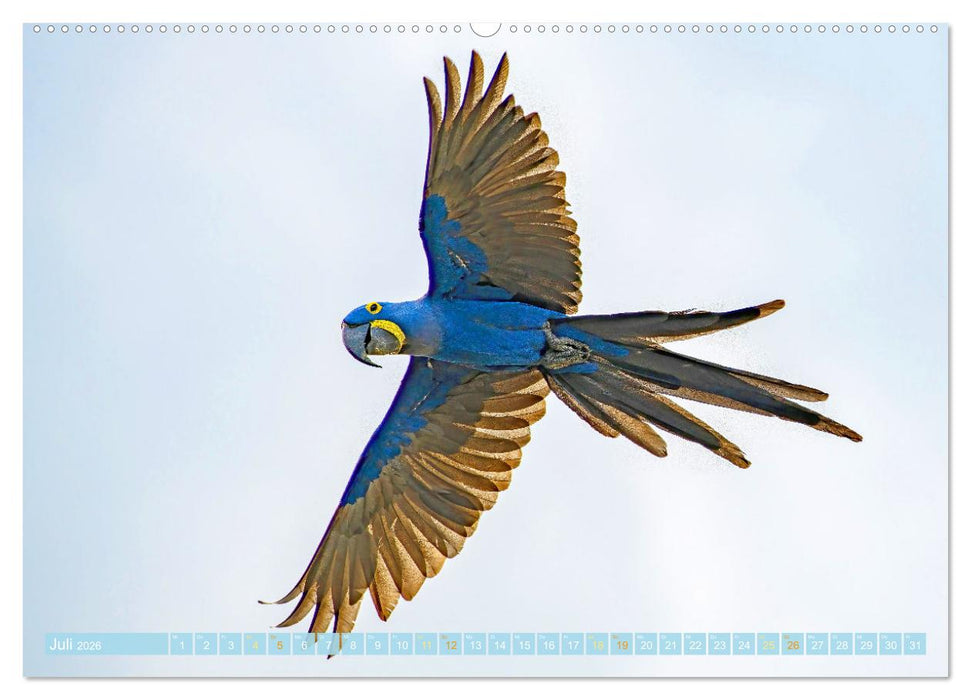 Papageien: Farbenpracht im Flug (CALVENDO Premium Wandkalender 2026)