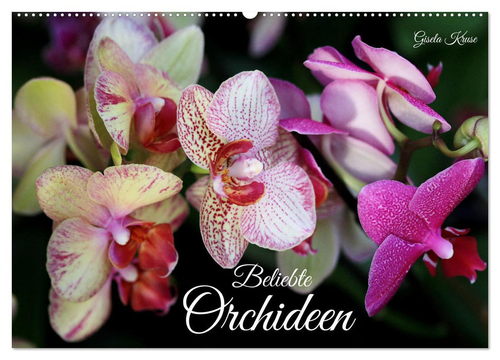 Beliebte Orchideen (CALVENDO Wandkalender 2026)